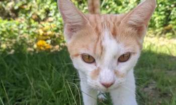 Puzzle 8534 - Minette
