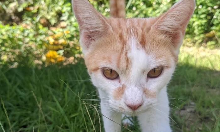 Puzzle Minette