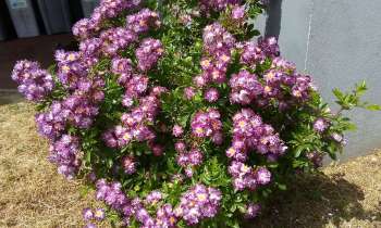 Puzzle 6678 - rosier buisson en fleurs