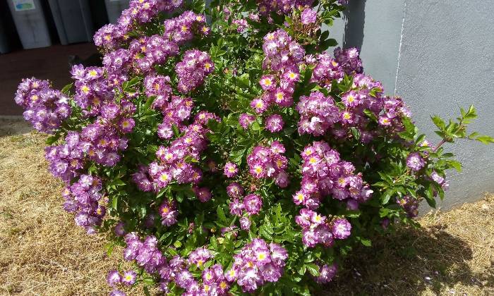 Puzzle rosier buisson en fleurs