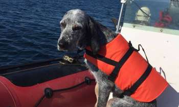 Puzzle 9288 - Chien sur l eau