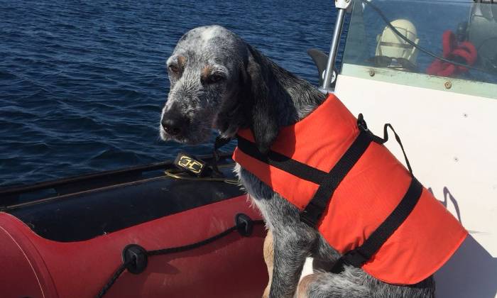 Puzzle Chien sur l eau