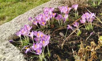 Puzzle 10932 - Crocus