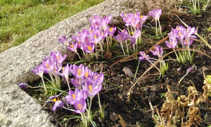 Puzzle Crocus