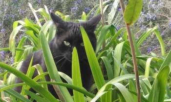Puzzle 8469 - Chat caché