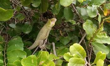 Puzzle 10488 - Iguane de Guadeloupe