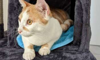 Puzzle 6975 - Minette