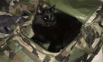 Puzzle 10614 - Chat militaire