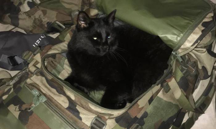 Puzzle Chat militaire