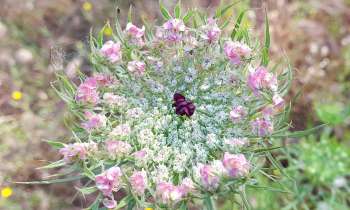 Puzzle 6872 - fleurs des champs