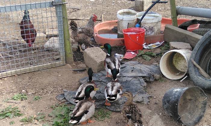 Puzzle Canards