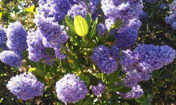 Puzzle 10941 - Fleurs bleues