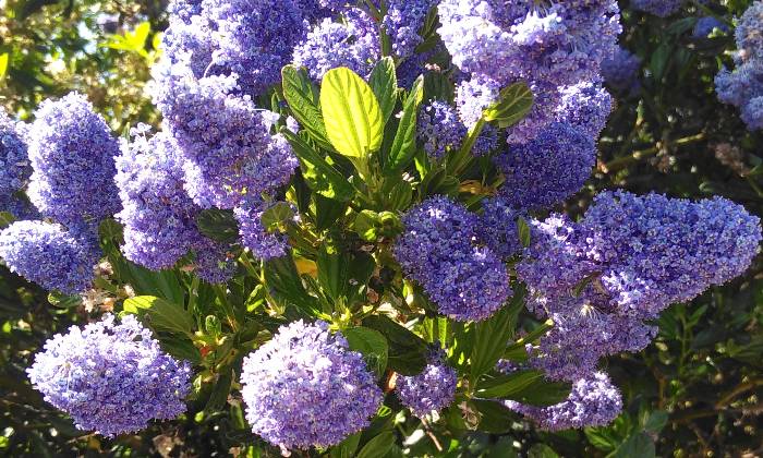 Puzzle Fleurs bleues