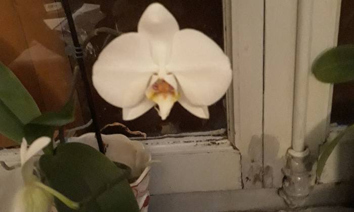 Puzzle Etrange orchidée