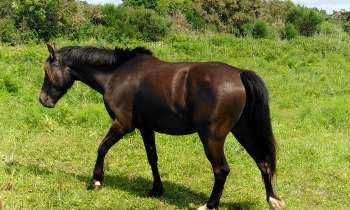 Puzzle 8650 - Cheval