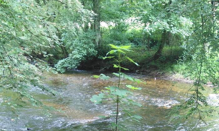 Puzzle Balade dans les bois