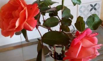 Puzzle 10220 - mes amies les roses
