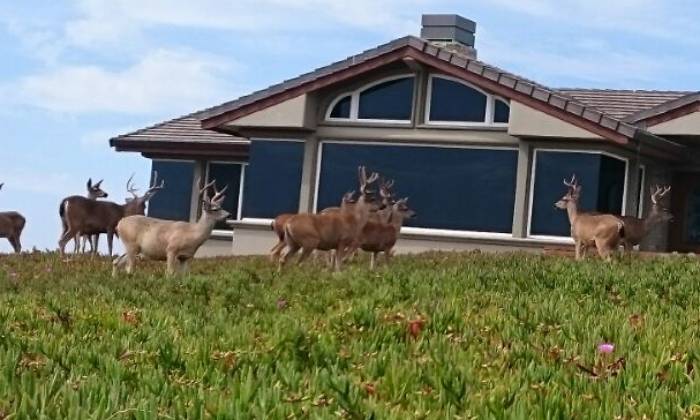 Puzzle Cerfs et biches