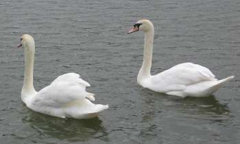 Puzzle 9859 - Les cygnes