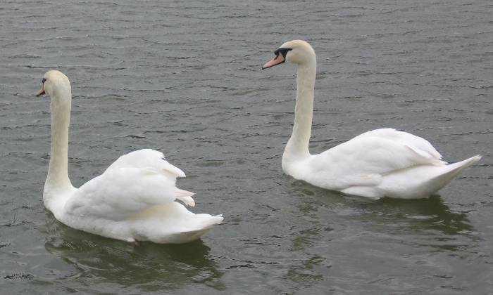 Puzzle Les cygnes