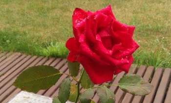 Puzzle 11658 - Rose