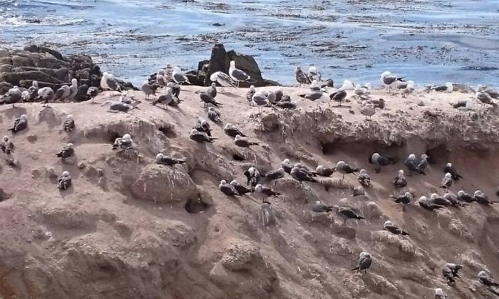 Puzzle L'Ile aux mouettes