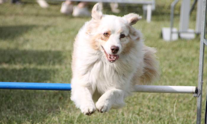 Puzzle agility