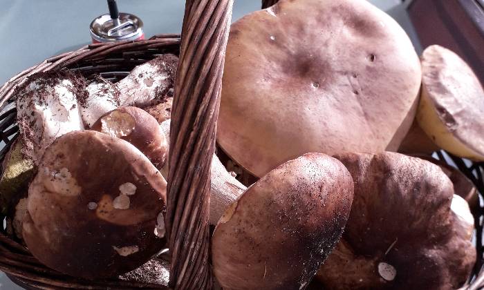Puzzle champignon