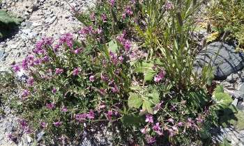 Puzzle 6960 - fleurs de montagne