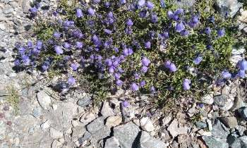 Puzzle 9999 - fleurs de montagnes