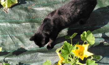 Puzzle 10639 - Chat dans les courgettes
