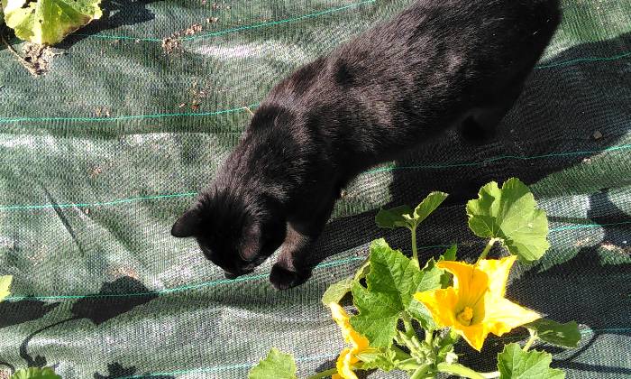 Puzzle Chat dans les courgettes