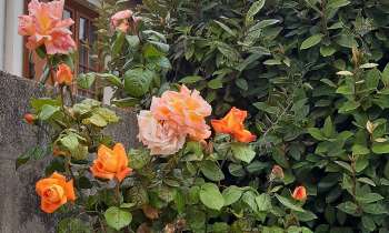 Puzzle 7197 - Fleurs
