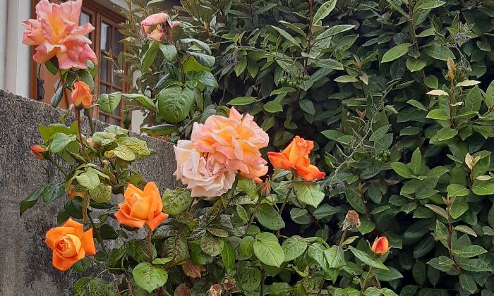 Puzzle Fleurs
