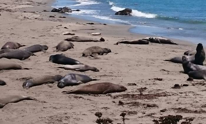 Puzzle Otaries
