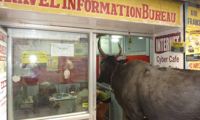 Puzzle une vache intruse