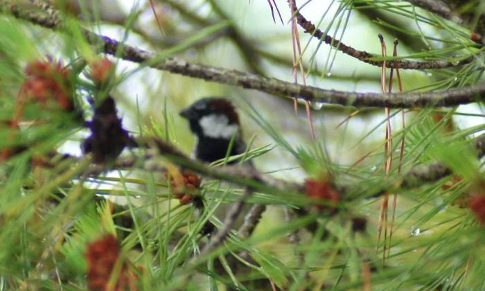 Puzzle Oiseau