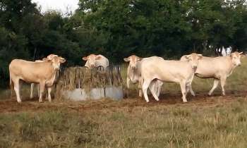 Puzzle 7055 - Vaches