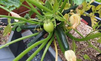 Puzzle 7398 - potager