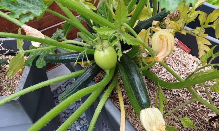 Puzzle potager