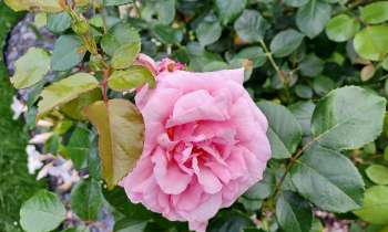 Puzzle 6851 - rose