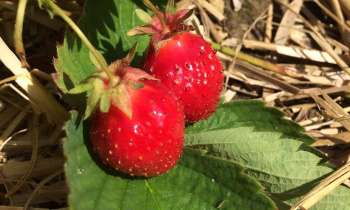Puzzle 6890 - Les fraises