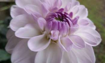 Puzzle 7480 - Mon 1et dahlia