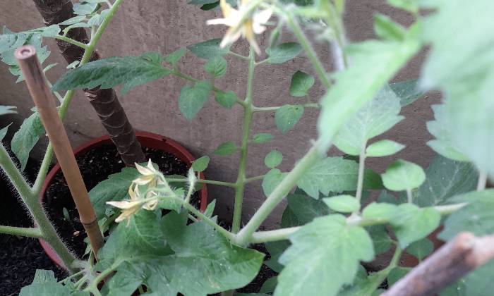 Puzzle Pied de tomate en fleur