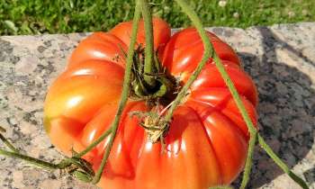 Puzzle 6820 - Grosse tomate