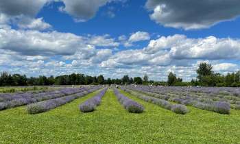 Puzzle 8240 - Champs de lavande