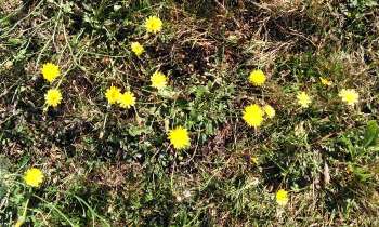 Puzzle 8713 - Fleurs jaunes