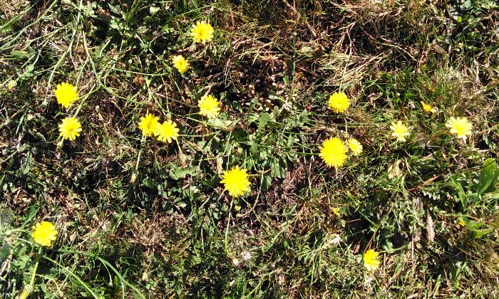 Puzzle Fleurs jaunes