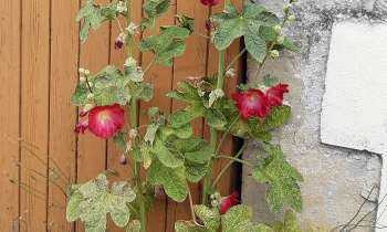 Puzzle 9390 - Fleurs