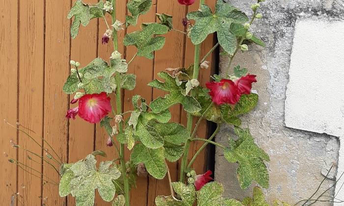 Puzzle Fleurs